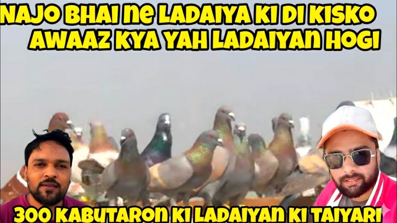 Najo ne kisko di ladaiya ki awaaz | New Kabootar Lariyan k Taiyari | kya yah ladkiyan Hogi | cages