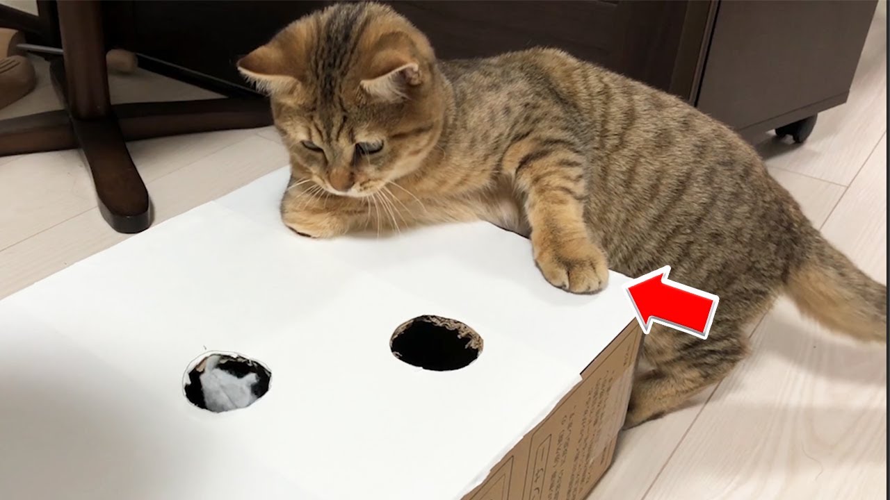 【再確認】モグラたたきの遊び方ってこれで合ってますよね？？