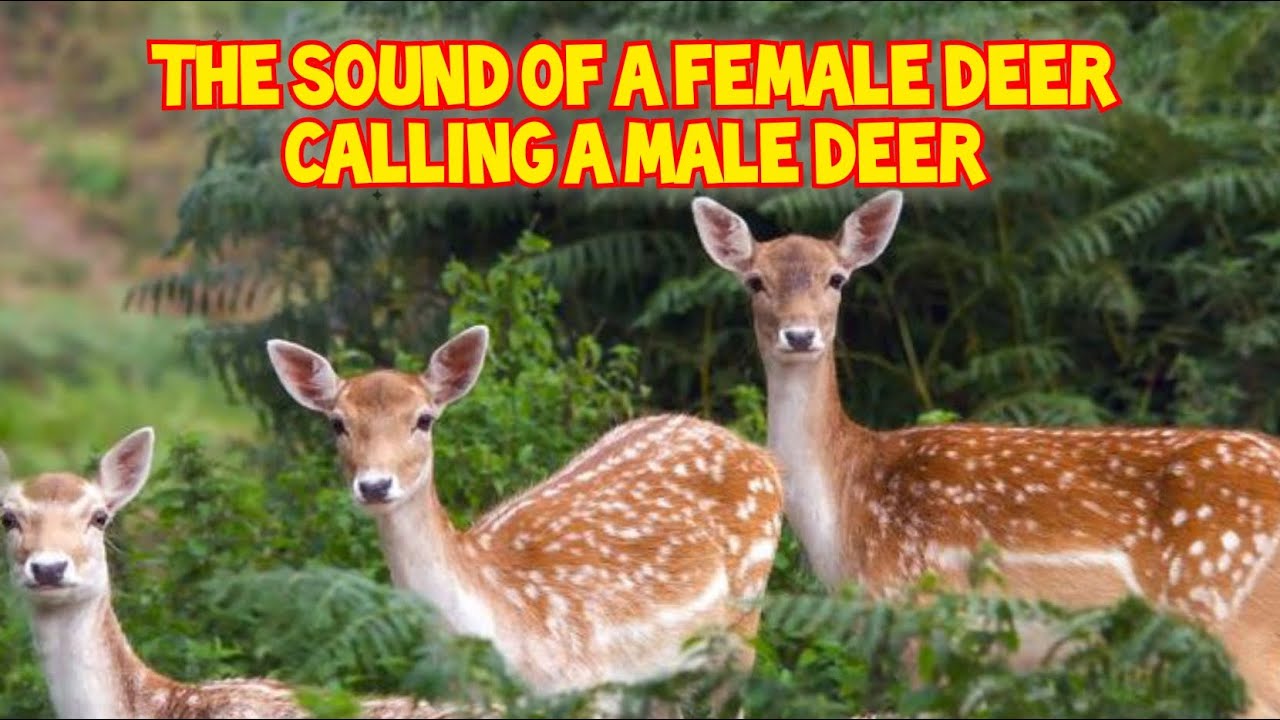 The Sound of a Female Deer Calling a Male Deer| Animal Sound Song