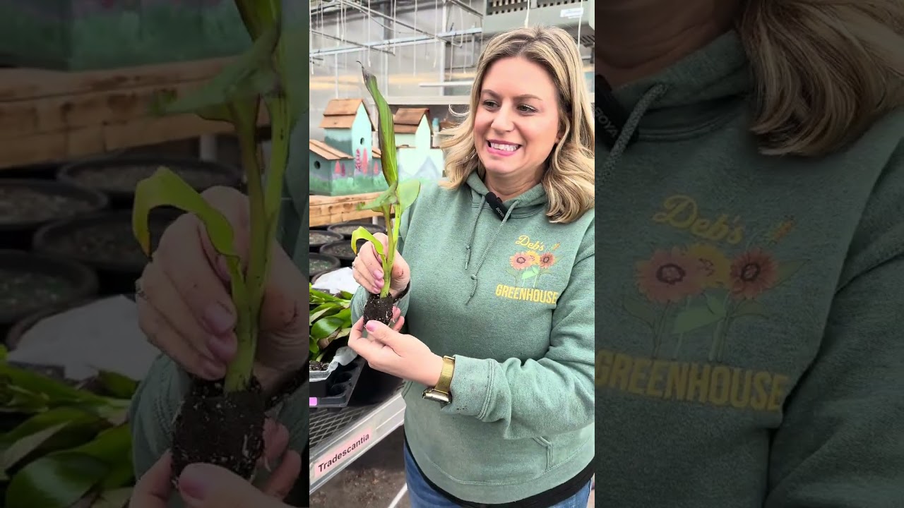 Week 10, unboxing plugs at our garden centre 
