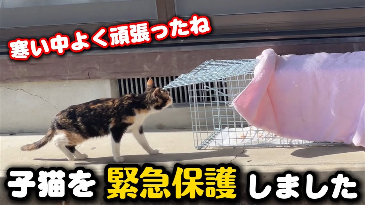幹線道路沿いに現れた子猫を緊急保護しました