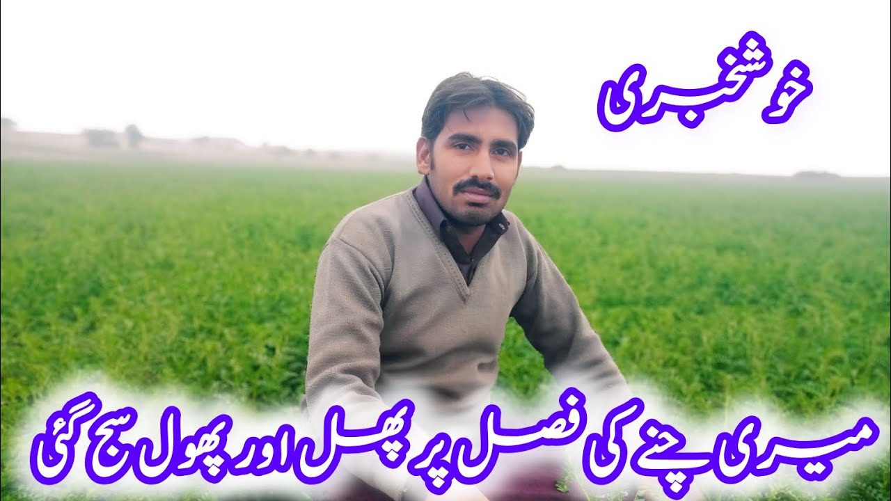 میرے چنے کی فصل پر پھل اور پھول سے سج گئی