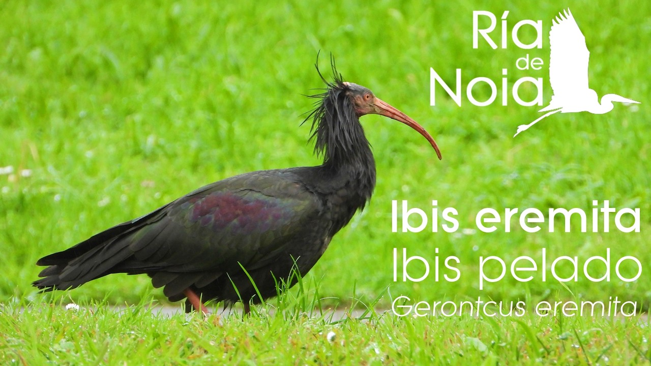 Ibis eremita o Ibis pelado (Geronticus eremita) en Noia.