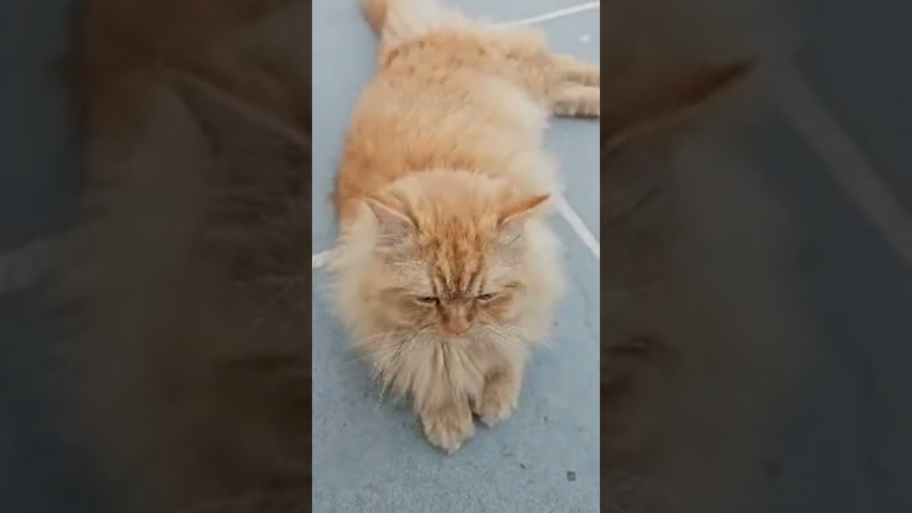 Persian cat lovers  is live