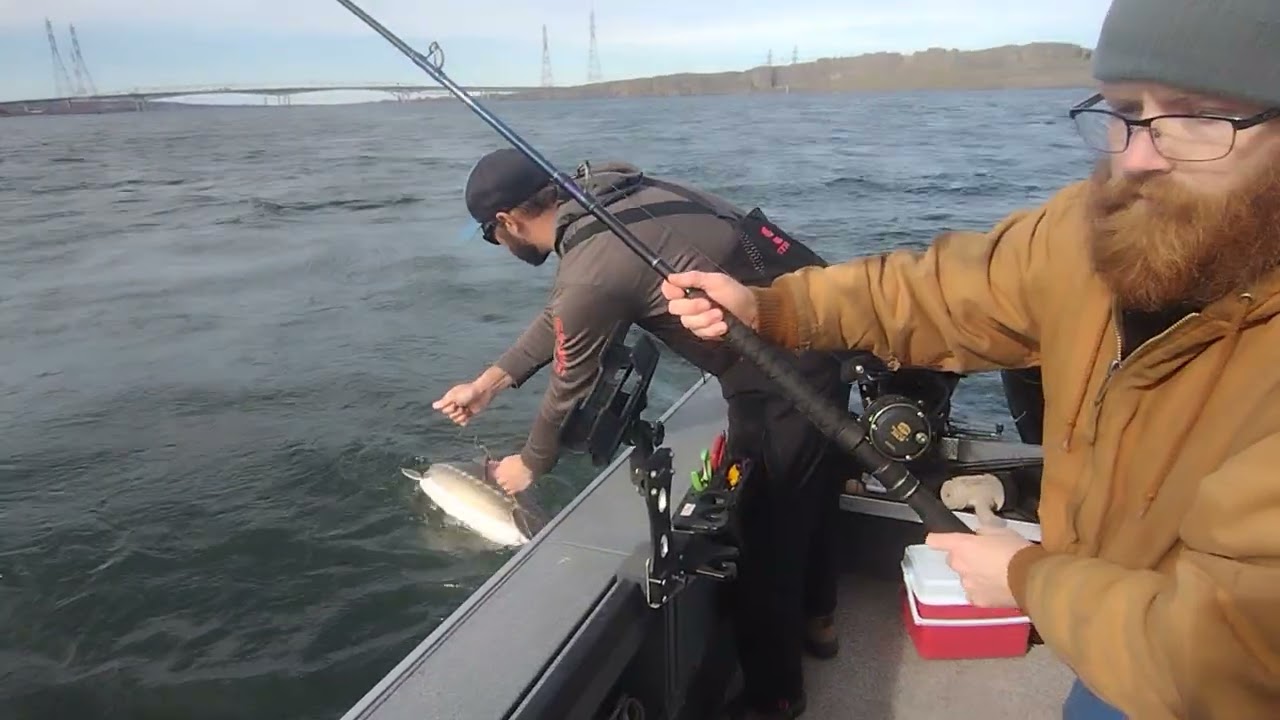 Catching sturgeon on the Columbia river. #sturgeon #fishing #river #columbiariver 
