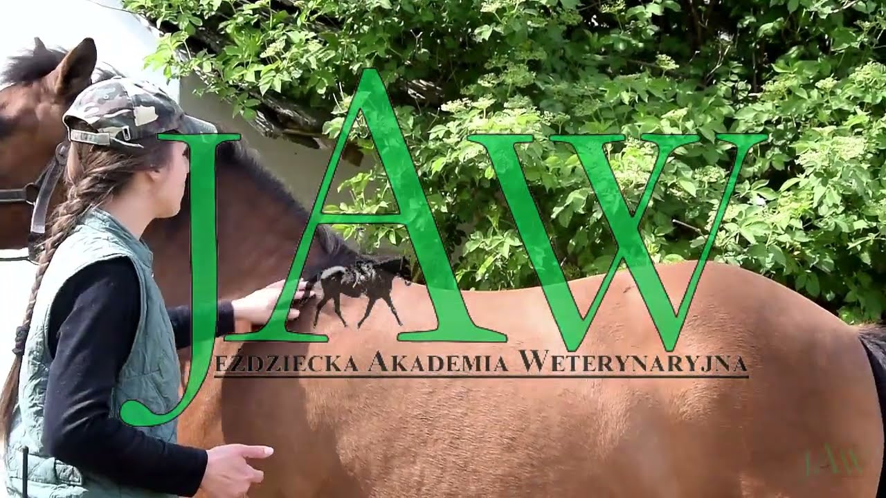 Jeździecka Akademia Weterynaryjna - badanie grzbietu u koni (fragment filmu szkoleniowego)
