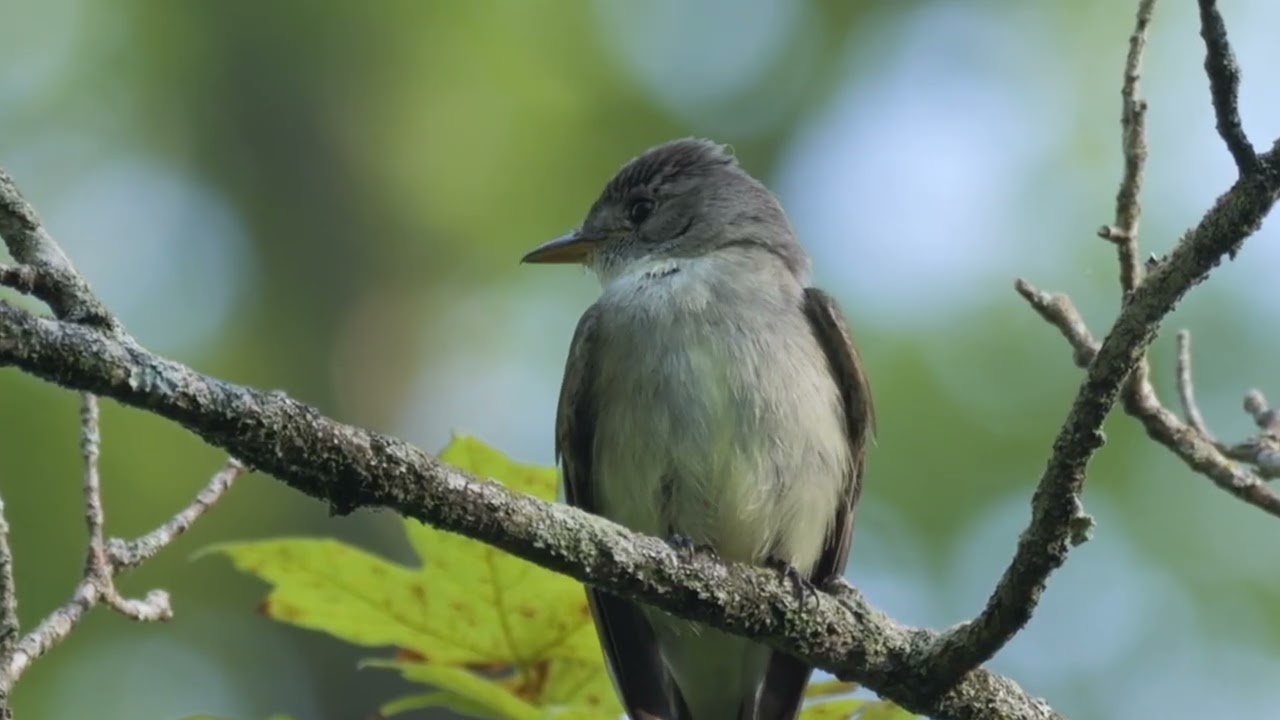 Eastern Wood Pewee, call & song