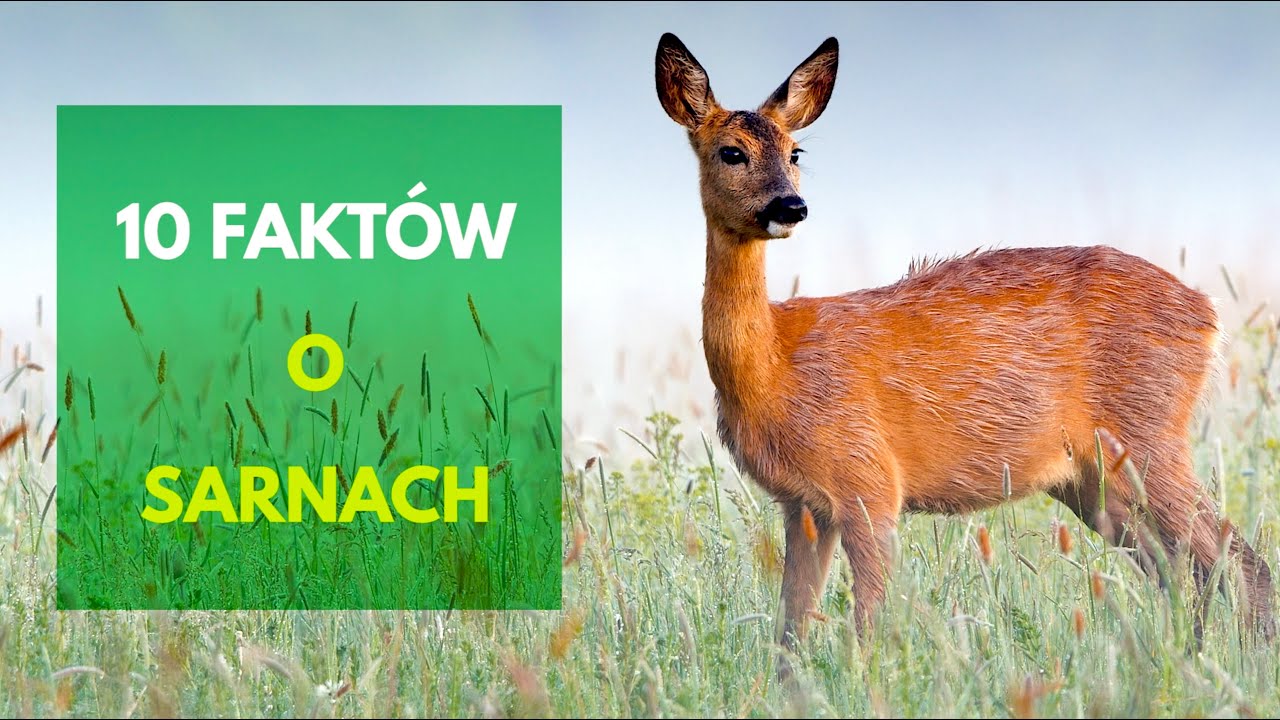 10 fakt&oacute;w o sarnach