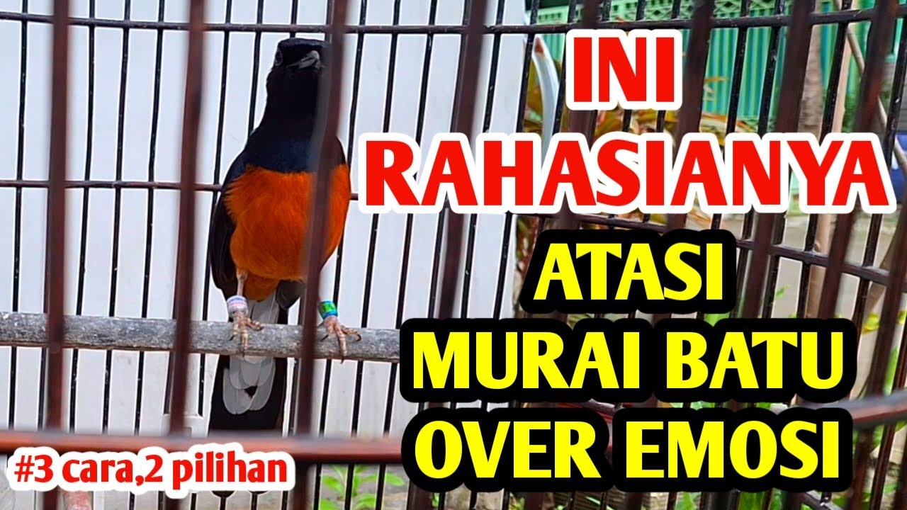 CARA MENGATASI MURAI BATU OVER EMOSI,INI RAHASIANYA‼️