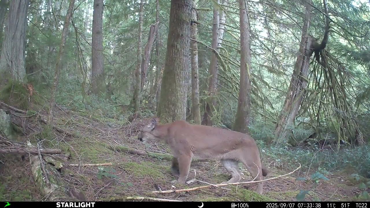 Wild Cougar on Vancouver Island - Trail cam footage