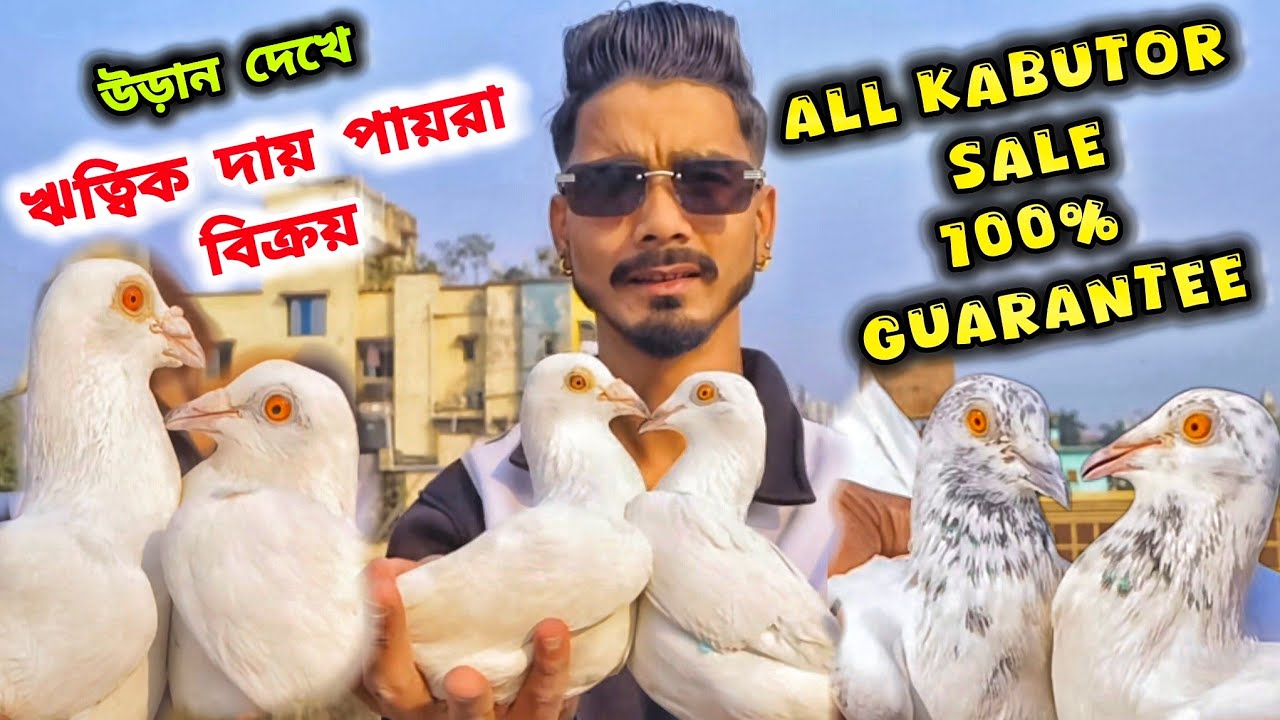 ঋত্বিক দার বাড়ির মাদ্রাস পায়রা বিক্রয়। ALL MADRASI KABUTOR SALE।@pigeonsloverrj9600 