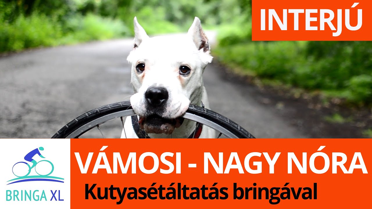 Kutya sétáltatás bringával