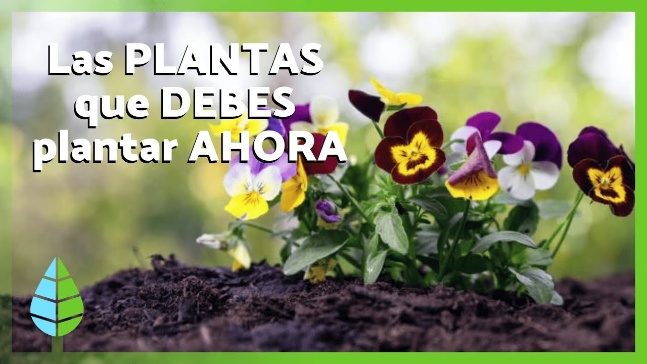 Las PLANTAS que debes plantar en MARZO en tu jardín para que esté espectacular esta primavera🪻🌸