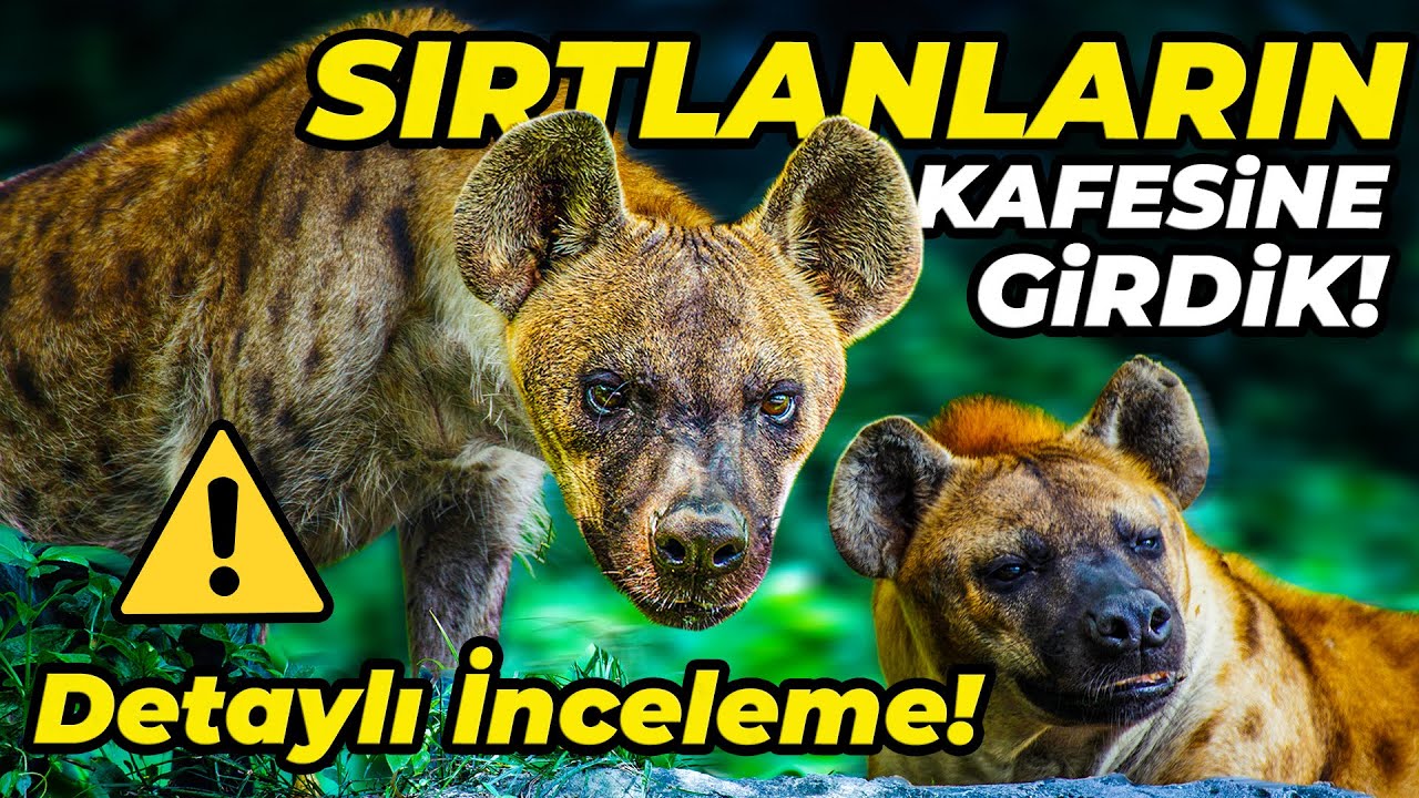 ANADOLU ŞEYTANI SIRTLANLAR | DETAYLI İNCELEME!