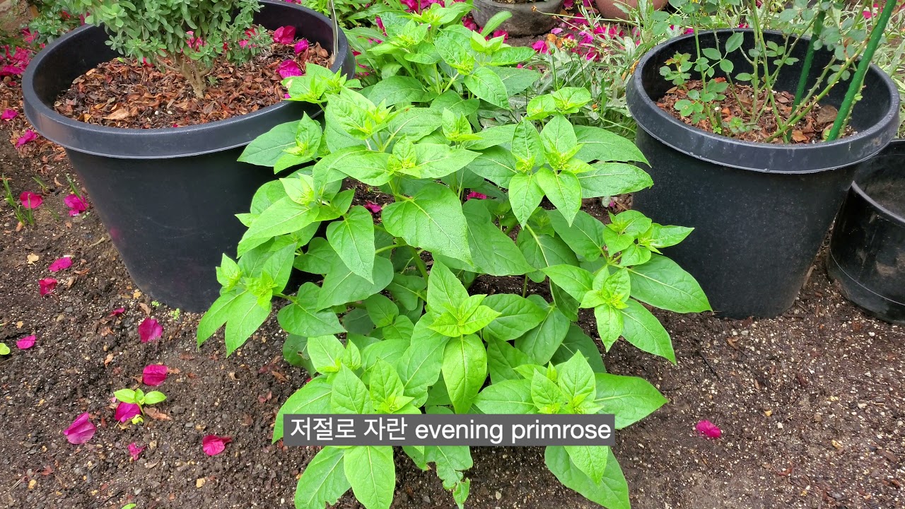 11/1/21 마당 풍경