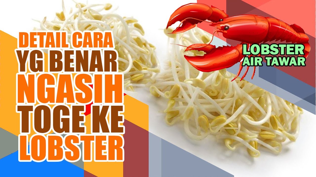 #detektiflobster LOBSTER Hanya AKAN Memakan TOGE Yang Diberikan SECARA Benar Seperti ini