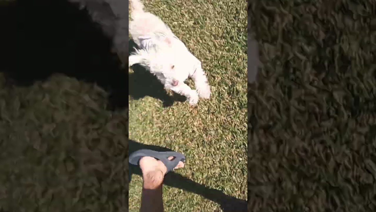 Daisy plays on fresh windy day 🍃 ep 276 