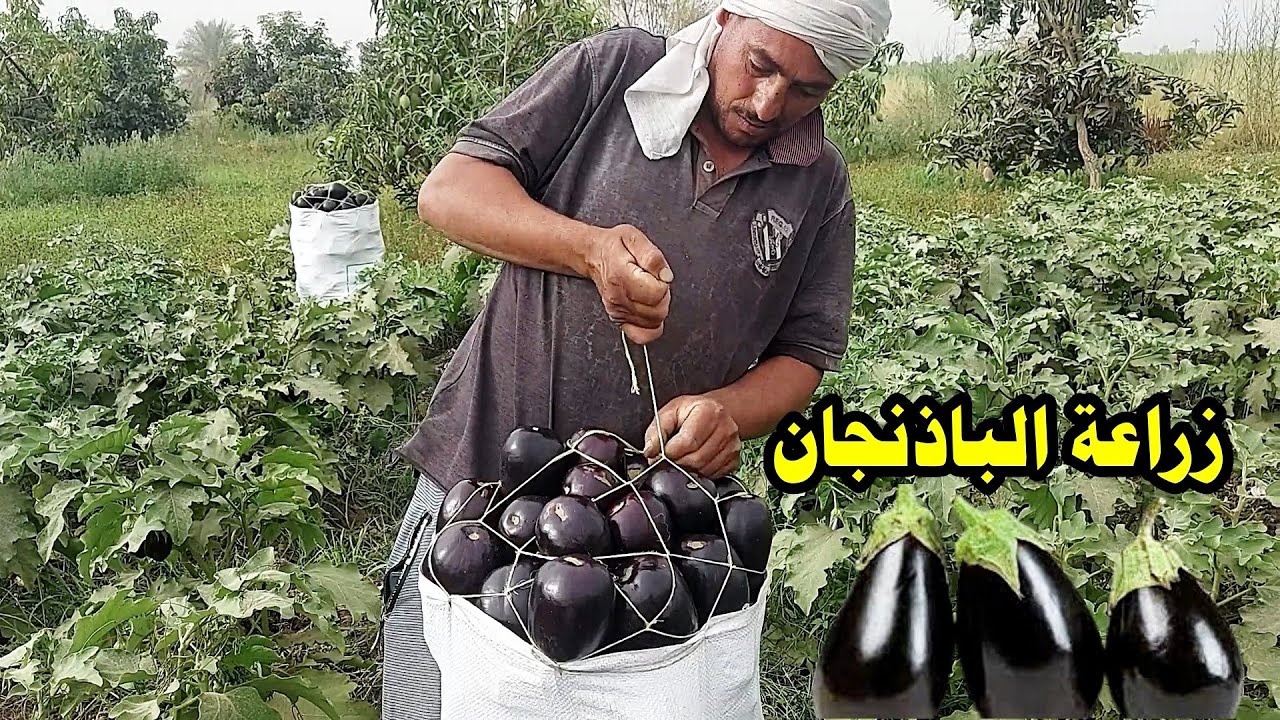 زراعة  الباذنجان ️أفضل أنواع البازنجان  والأكثر إنتاج☝️☝