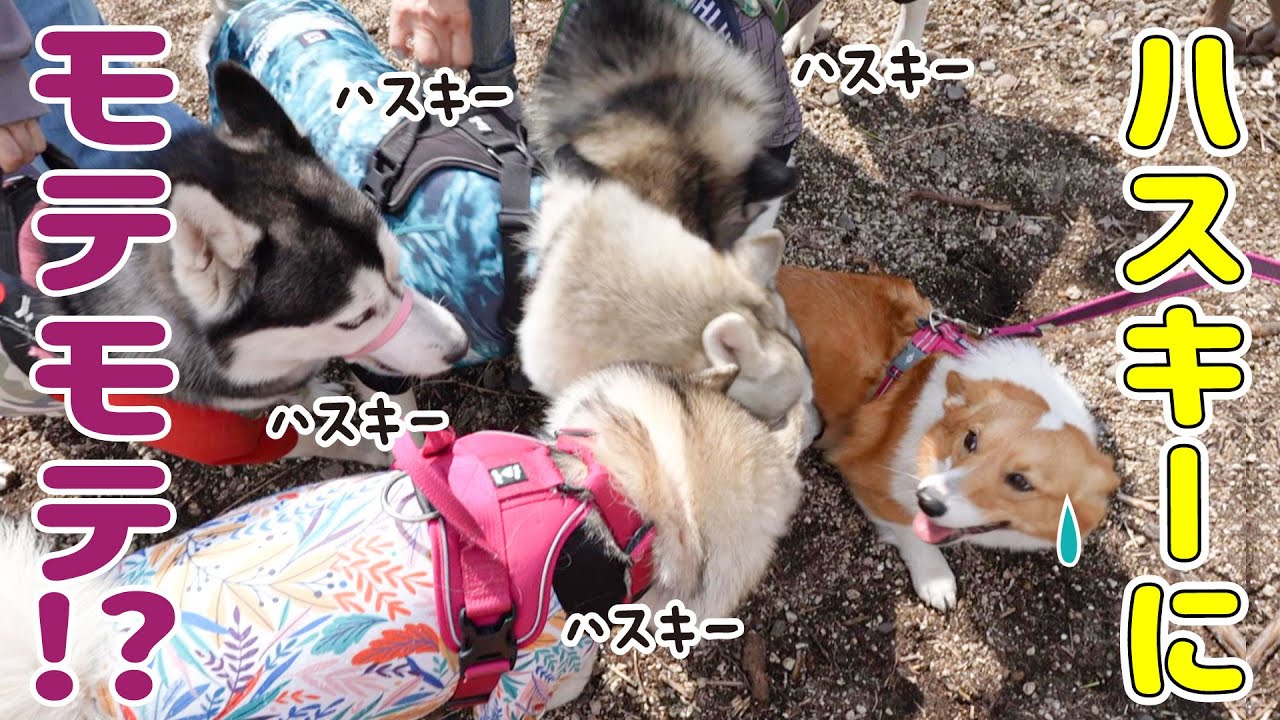 大迫力のハスキー軍団に囲まれたコーギーの反応は…！？