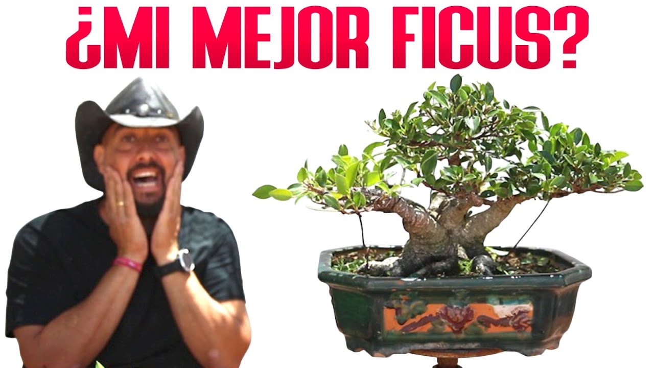 Probablemente mi mejor ficus