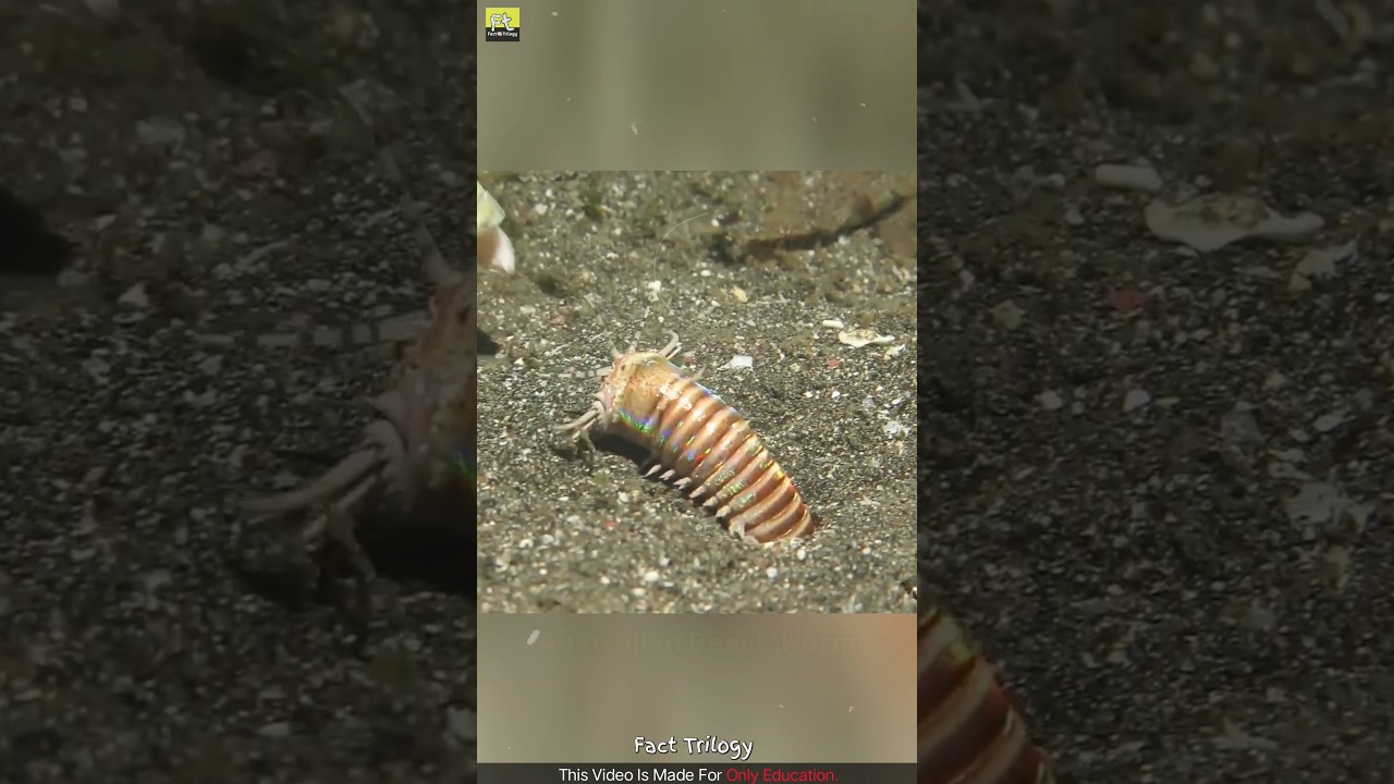Be Aware ⚠️ Of This Australian Beach Worm 🪱 | Sand Worm | Bobbit Worm