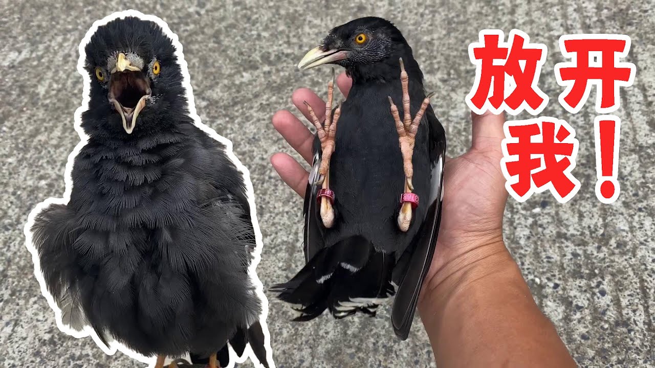 这些鸟都成精了，这就是我们向往的人与自然吗？太喜欢这样的生活【天下一场梦】
