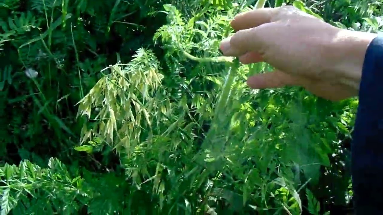 covertiras verdes , hongos micorrizicos ,leguminosas y Rhizobium