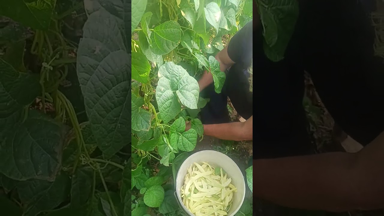 Fasole cu păstaia lata ,Tuba! Pe toamnă că în primăvară a devorat-o tripsul !