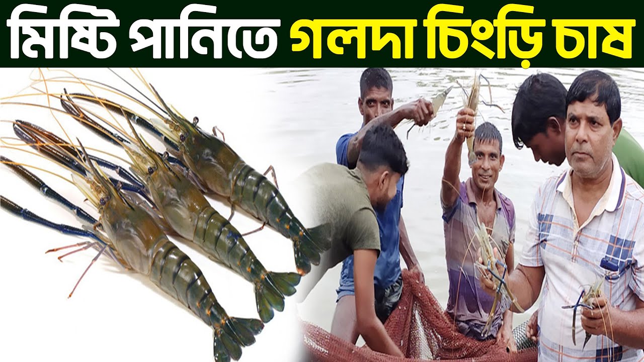 গলদা চিংড়ি চাষ || Shakib Agro || গলদা চিংড়ি মাছ চাষ || পুকুরে গলদা চিংড়ি চাষের পদ্ধতি