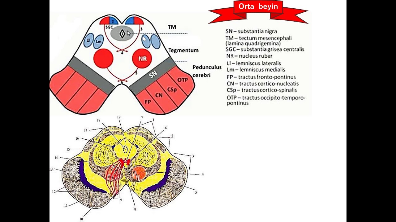 MESENCEPHALON-Orta beyin