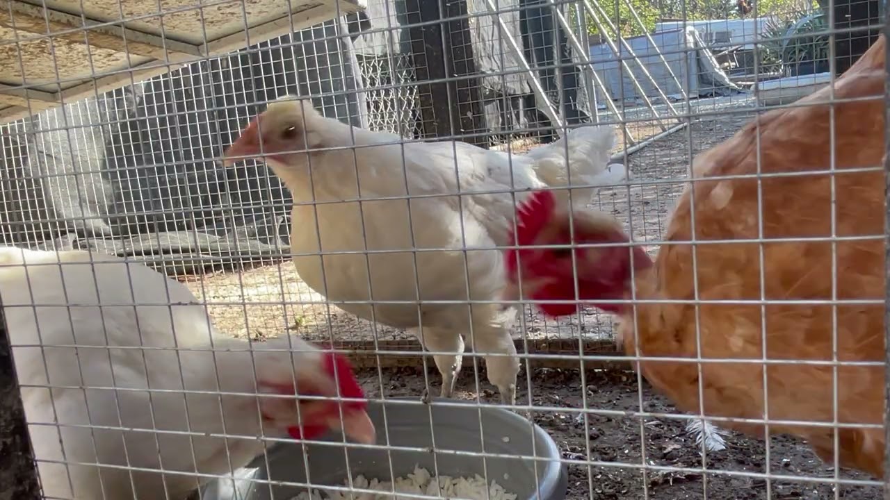 #farmlife#roosterfarm#henlife#birds#naturelovers#nature#chicken#bird#birdtrend#family #mom#animals