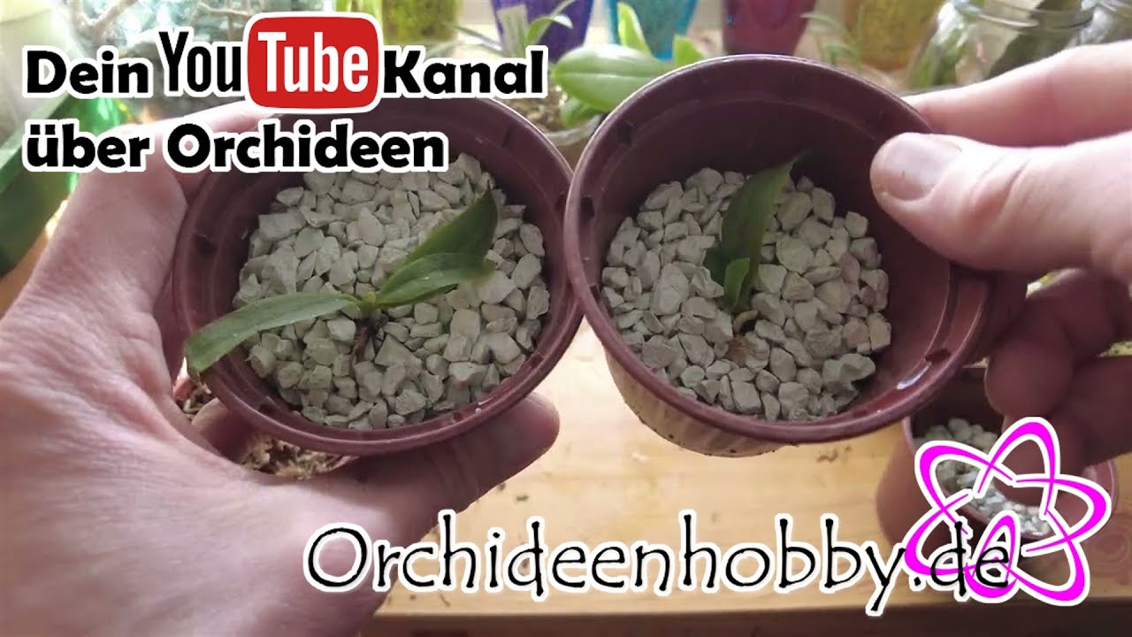 Maximaler Erfolg bei der Orchideenpflege mit dem richtigen Substrat