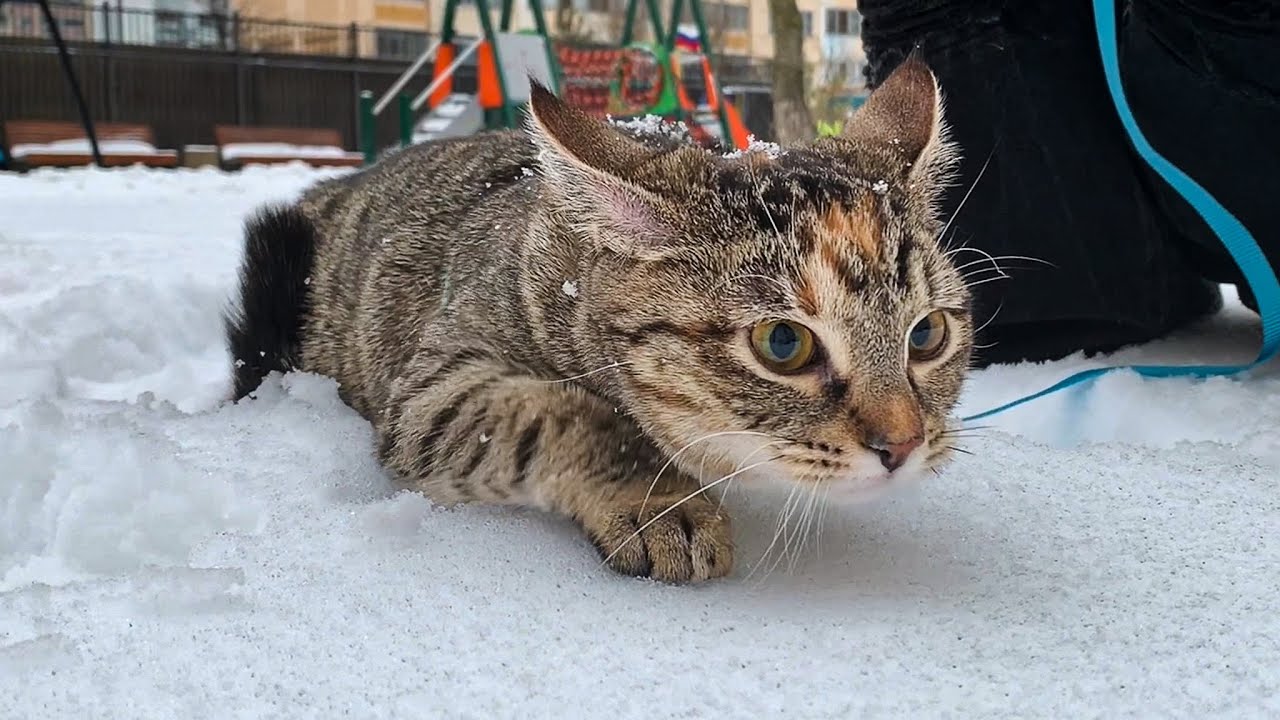 What Happens When My Cat Sees Snow for the First Time?