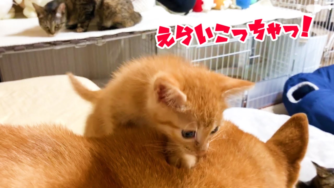 先住猫の「ウゥ～！」に柴犬を踏んづけて逃げる子猫と優しくサポートする柴犬　Shiba Inu gently supports cats and kittens