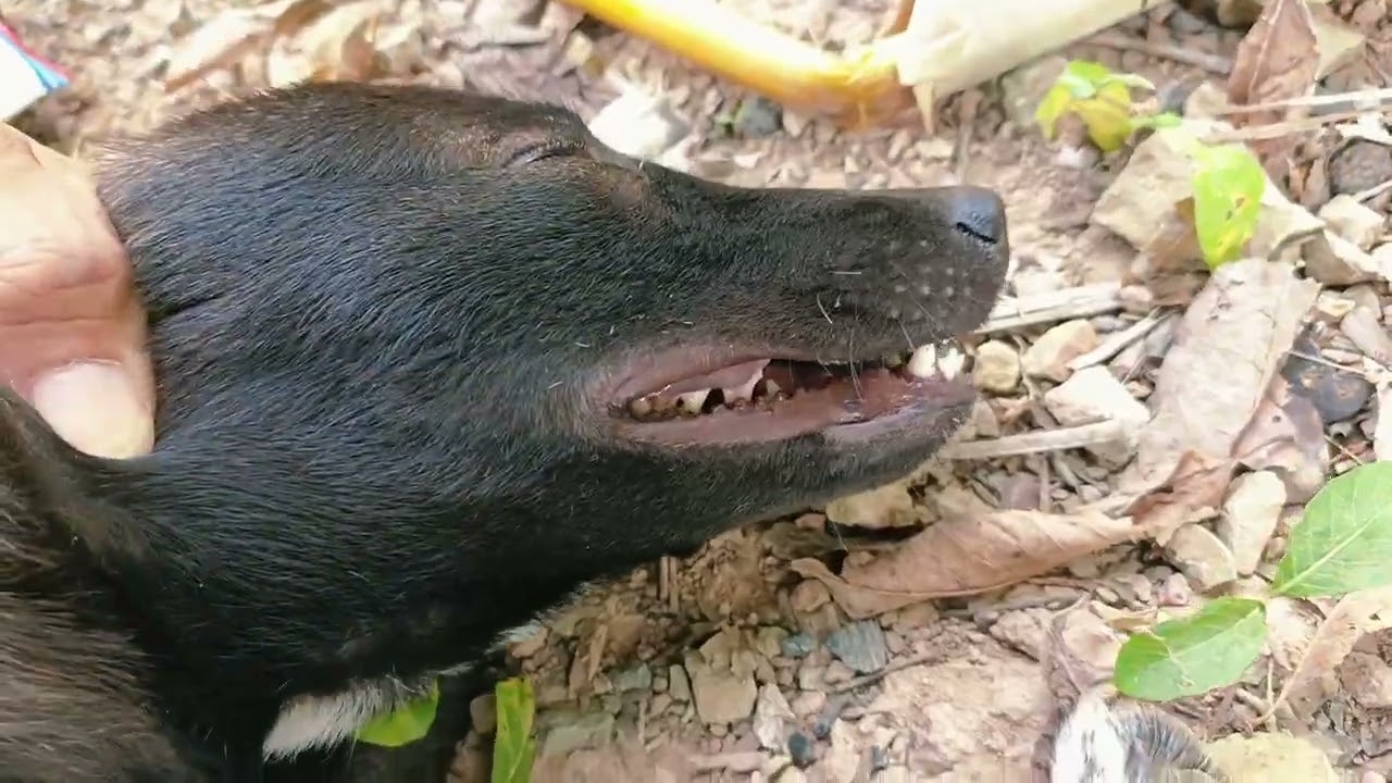 OMG! My Poor dog