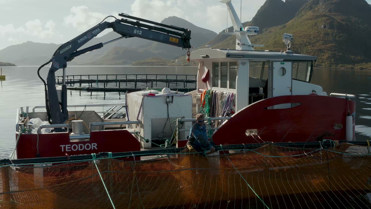 Farmed Cod Hornet