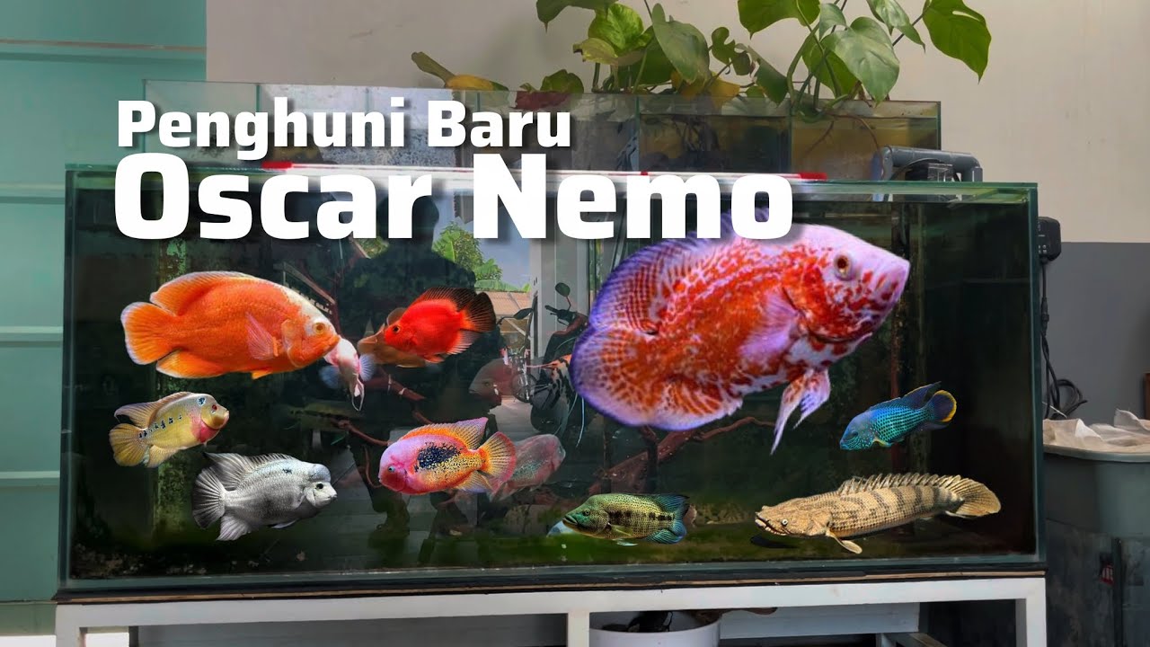 Добавление новых жителей в аквариум Oscar Nemo из Центра декоративных рыб Pasar Atas Cimahi