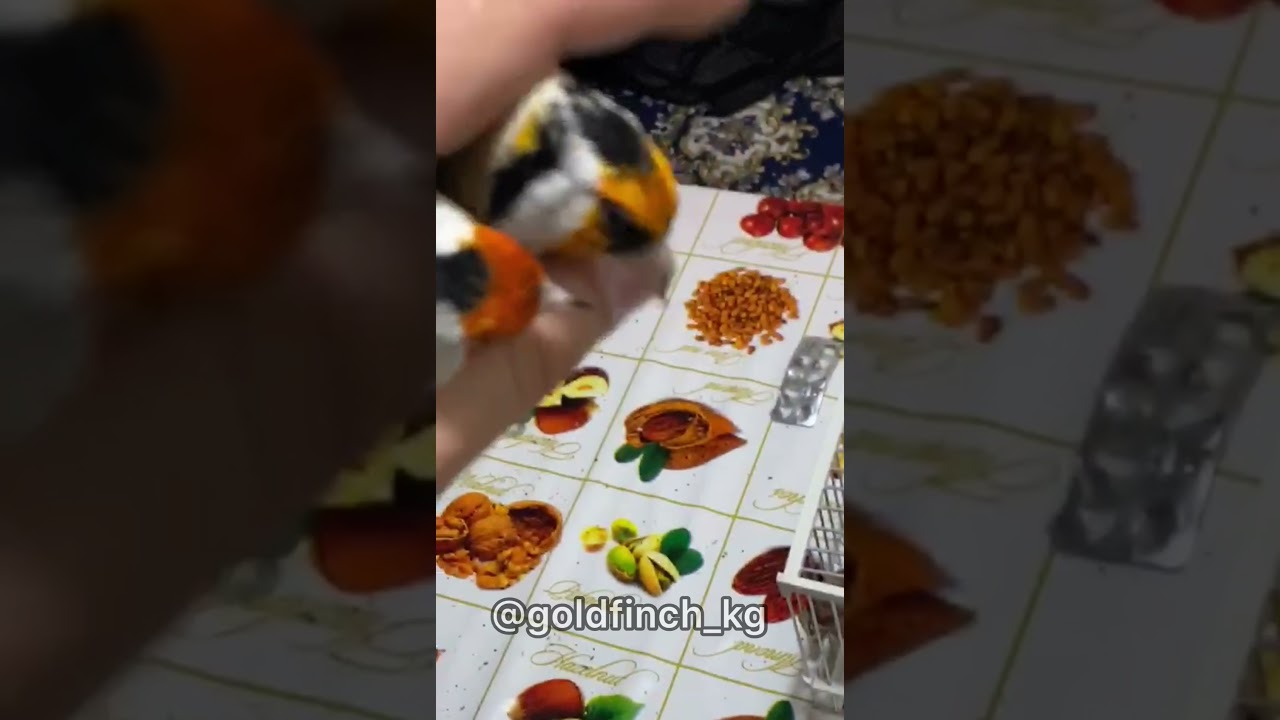 Мутационные щеглы mutation goldfinch