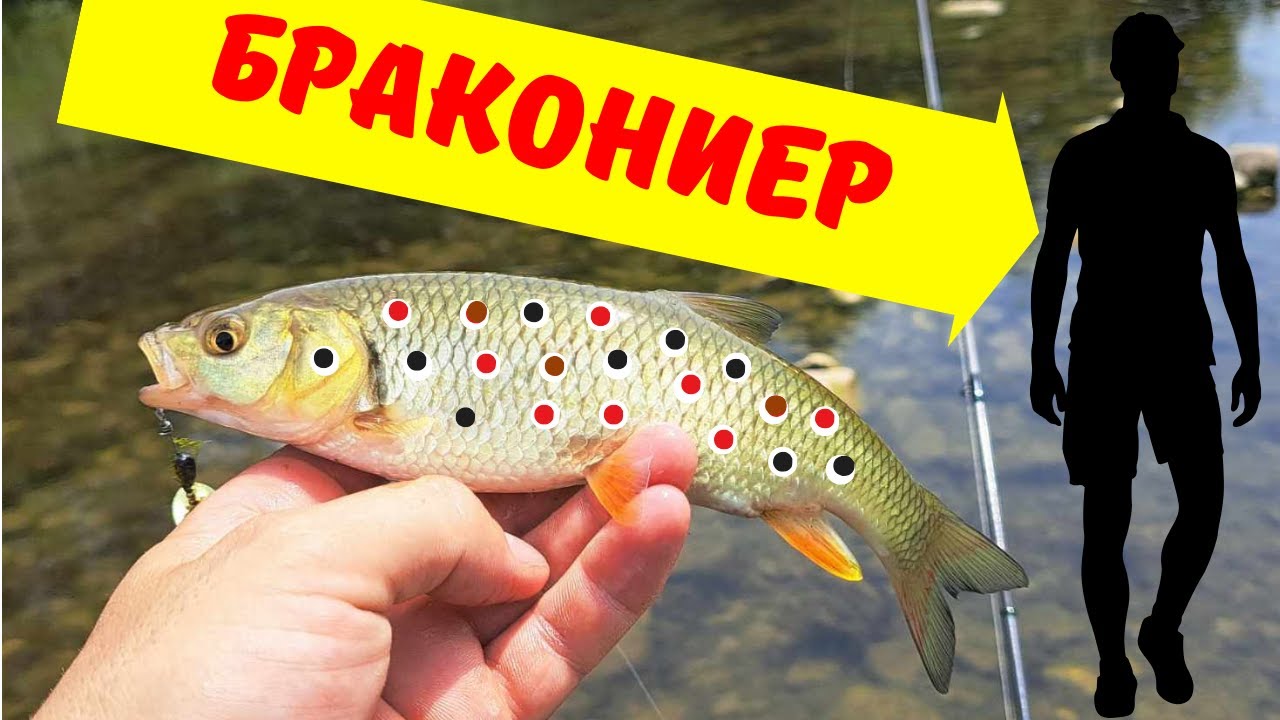 В търсене на БАЛКАНСКАТА ПЪСТЪРВА! Срещнах БРАКОНИЕР! Риболов на КЛЕН в МАЛОВОДИЕ!