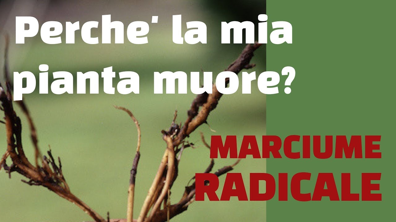 Perché la mia pianta muore? Marciume radicale!