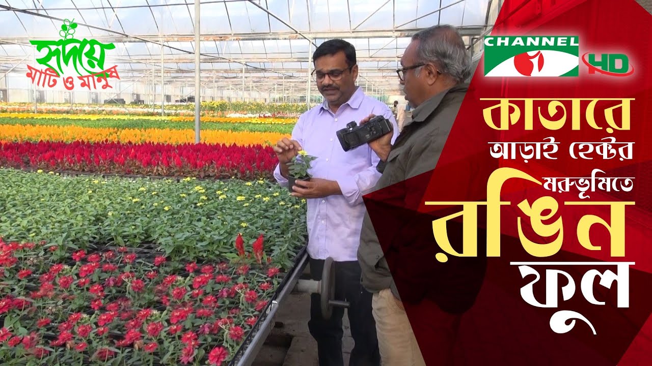 কাতারের মরুভূমিতে ফুল উৎপাদনের অত্যাধুনিক গ্রিন ও শেডনেট হাউজ | Shykh Seraj | Channel i |