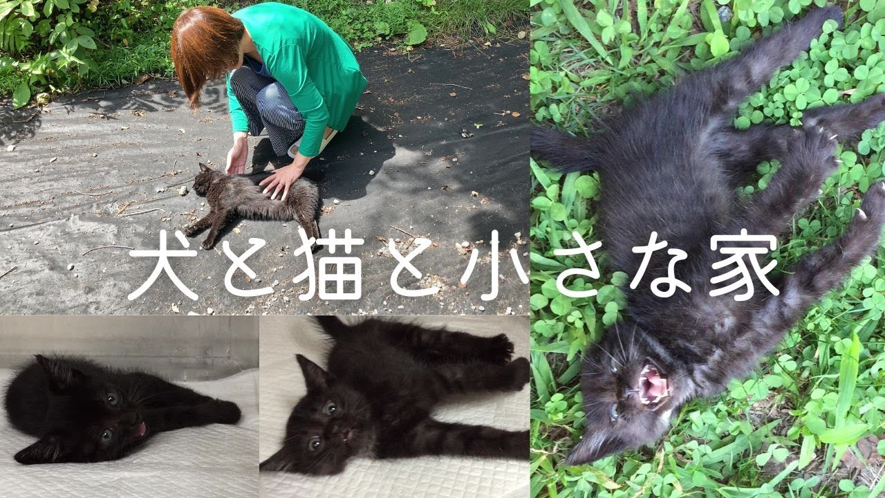 子猫を保護？あんことの出会いは衝撃でした/犬と猫と田舎暮らし
