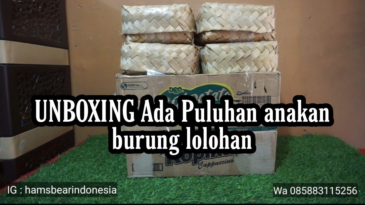 UNBOXING ada puluhan anakan lolohan burung