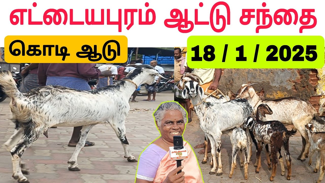 18 / 1 / 2025 / எட்டையாபுரம் ஆட்டு சந்தை கொடி ஆடு சனிக்கிழமை #ஆடு #ஆட்டுசந்தை #goat #goatmarket
