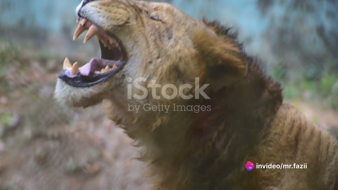 roaring laughter : A tale of lion