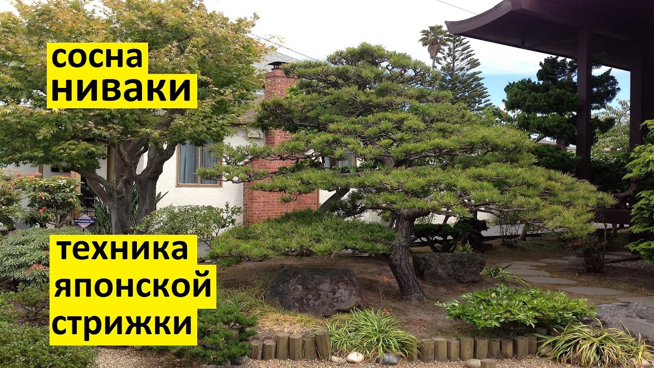 Сосна ниваки из сосны обыкновенной своими руками в технике классической японской стрижки.