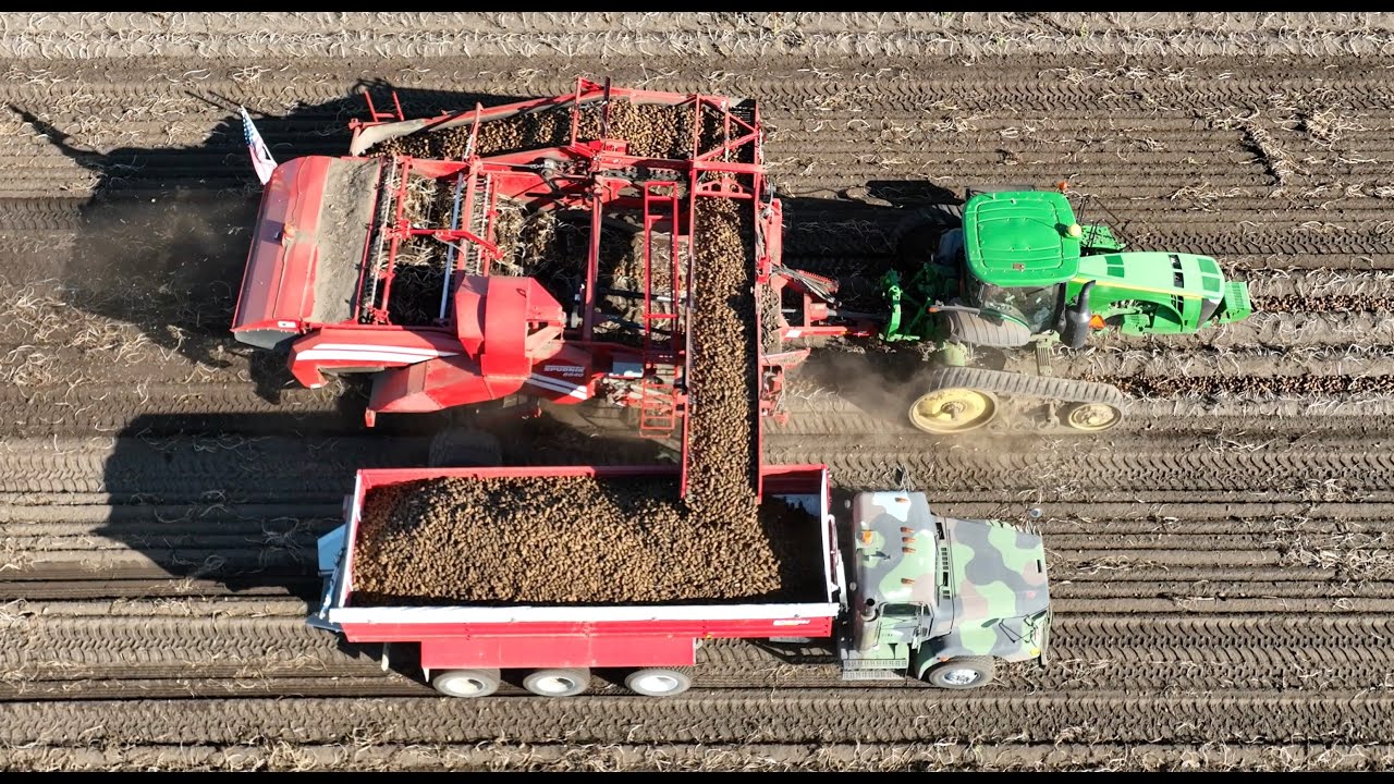 RD Offutt Farms, Picking Potatoes, Little Falls MN, September 22 2024.