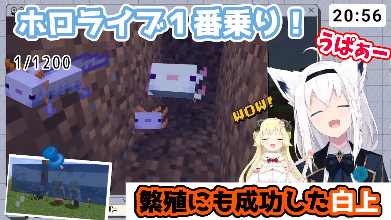 【ホロ鯖初】ついに青色のウーパールーパーをGETした白上。選ばれたのは白上でした。繁殖にも成功！【白上フブキ／切り抜き】