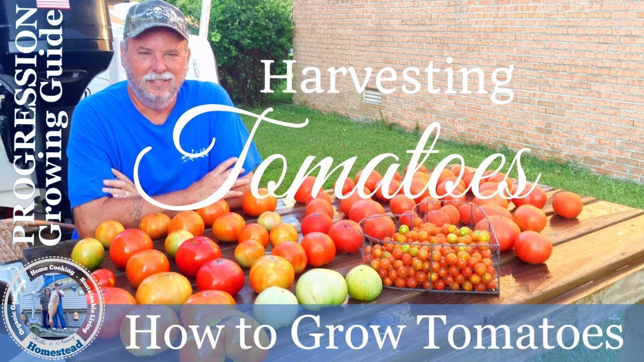 How To Grow Tomatoes (PROGRESSION) Growing Guide - Harvesting Tomatoes