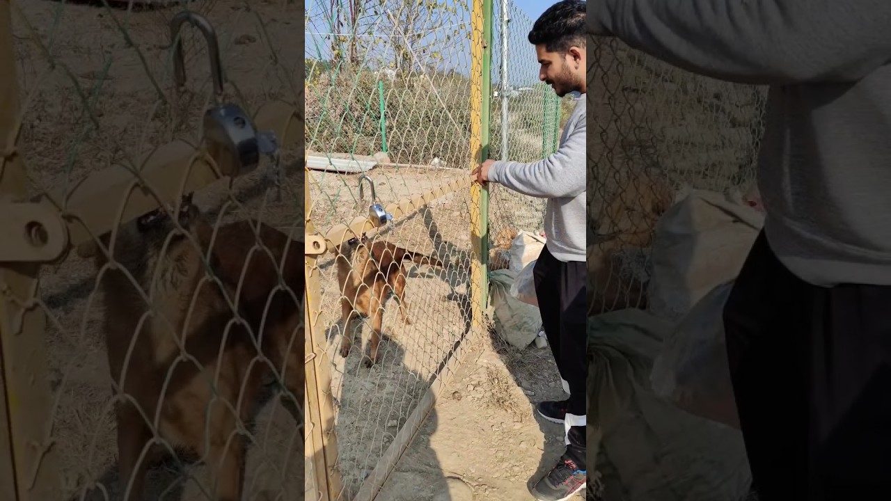 Every Life Matters | Animal Rescue&nbsp;| #shorts #minivlog  #hopeforanimals